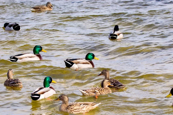 Drake salvaje y patos navegando a lo largo del río — Foto de Stock