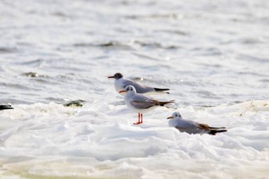  tüylü martı Nehri boyunca bir buz parçası üzerinde yüzen