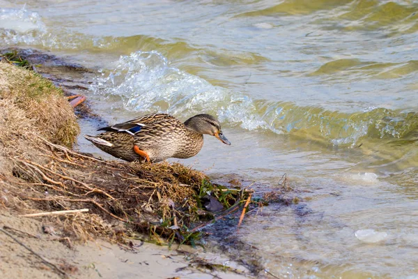 wild duck walks from shore to river
