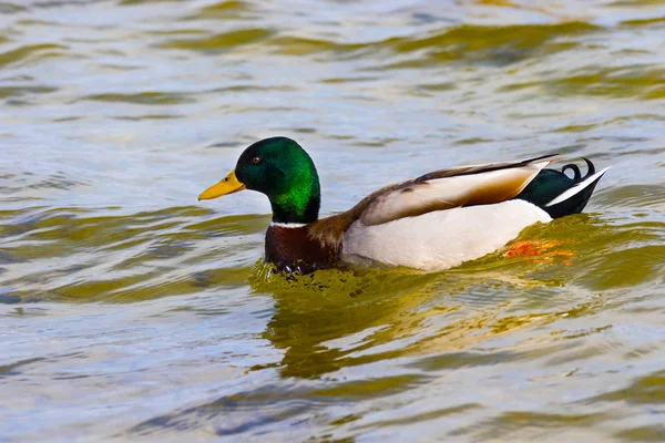 Vogel ein wilder Erpel schwimmt den Fluss entlang — Stockfoto