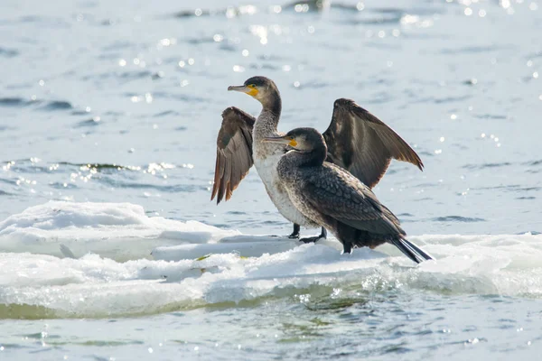 Pássaro de Phalacrocorax auritus flutuando em um bloco de gelo em um rio — Fotografia de Stock