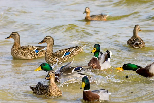 Drago selvatico e anatre che navigano lungo il fiume — Foto Stock