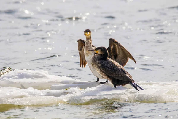 Pájaro de Phalacrocorax auritus flotando sobre un témpano de hielo en un rive — Foto de Stock