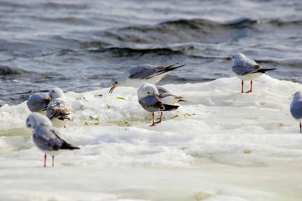 Gaviotas emplumadas flotando en un témpano de hielo a lo largo del rive —  Fotos de Stock