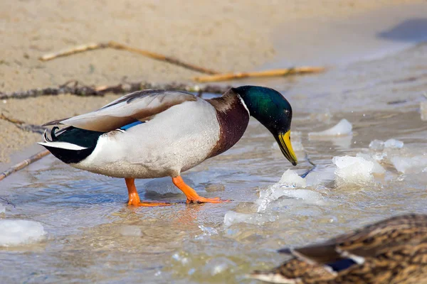 河岸边的野鸭冰 — 图库照片