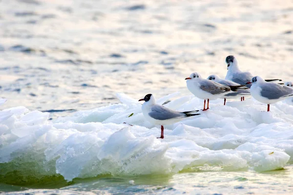 Pernaté racky plovoucí na ledové kře podél řeky — Stock fotografie