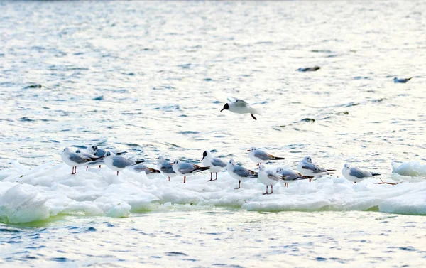 Gaivotas de penas flutuando em um bloco de gelo ao longo do rio — Fotografia de Stock