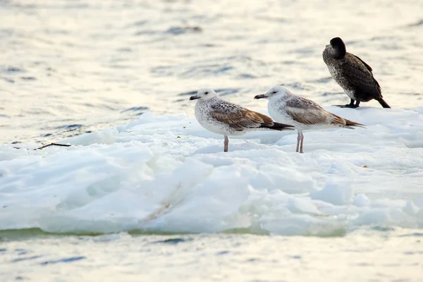 Gaviotas emplumadas flotando sobre un témpano de hielo a lo largo del río — Foto de Stock