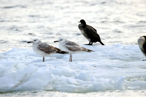 Gaviotas emplumadas flotando sobre un témpano de hielo a lo largo del río — Foto de Stock
