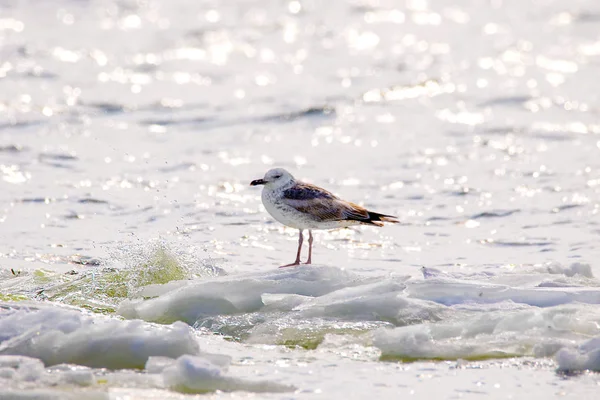 Gaviotas emplumadas flotando sobre un témpano de hielo a lo largo del río —  Fotos de Stock
