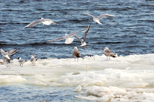 Пір'яні чайки плавають на крижаному потоці вздовж річки — стокове фото