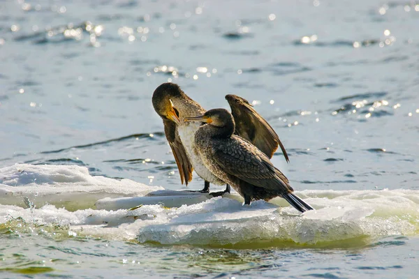 Bir rive bir buz parçası üzerinde yüzen Phalacrocorax auritus kuş — Stok fotoğraf