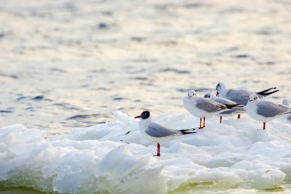 Feathered seagulls floating on an ice floe along the river — Stock Photo, Image