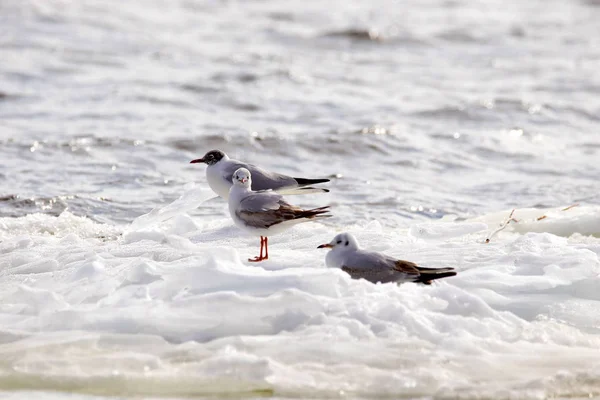 Mouettes marécageuses flottant sur une banquise le long de la rivière — Photo