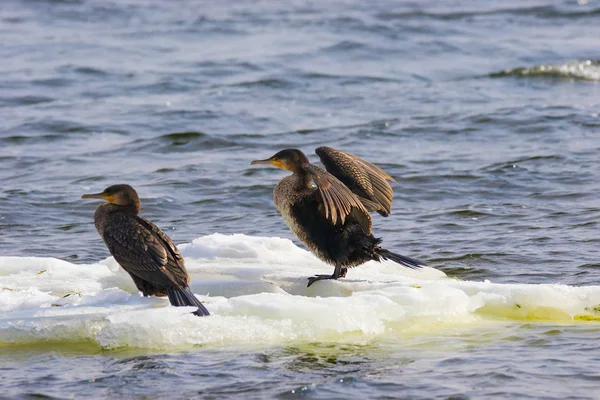 Bir rive bir buz parçası üzerinde yüzen Phalacrocorax auritus kuş — Stok fotoğraf