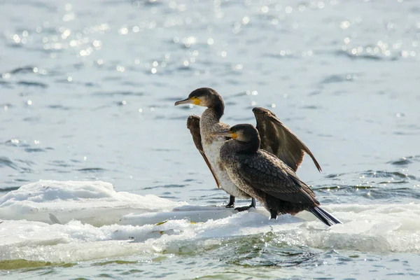 Птица из Phalacrocorax auritus, плавающая на льдине на реке — стоковое фото