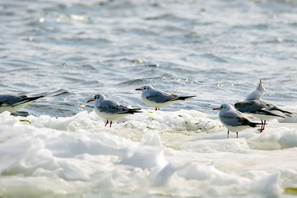 Gaviotas emplumadas flotando sobre un témpano de hielo a lo largo del río —  Fotos de Stock