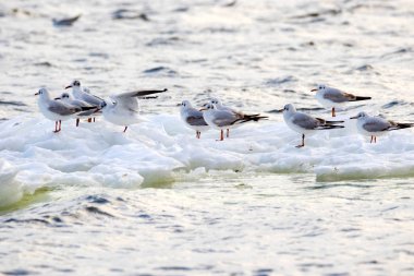 tüylü martı Nehri boyunca bir buz parçası üzerinde yüzen