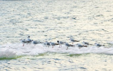 tüylü martı Nehri boyunca bir buz parçası üzerinde yüzen