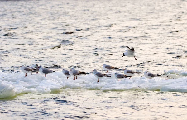 Feathered seagulls floating on an ice floe along the river — Stock Photo, Image