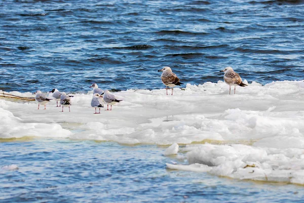 Befjädrade måsar flyter på ett isflak längs floden — Stockfoto
