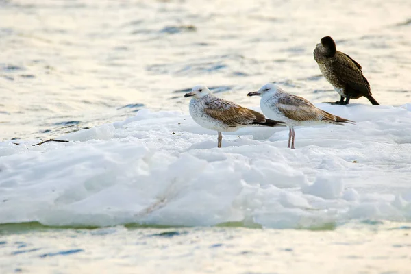 Feathered seagulls floating on an ice floe along the river — Stock Photo, Image