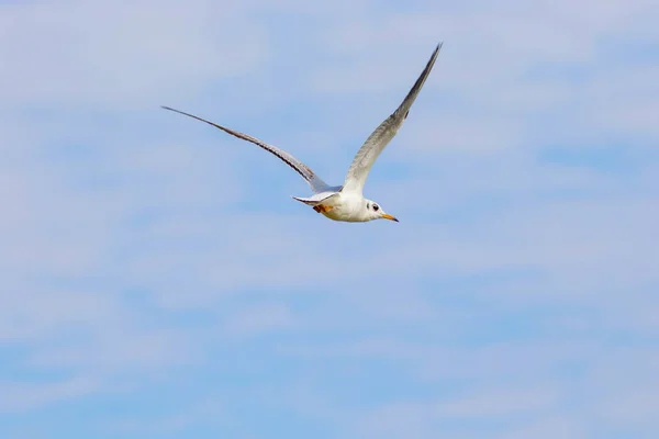Bird gull flying in the sky — Stock Photo, Image