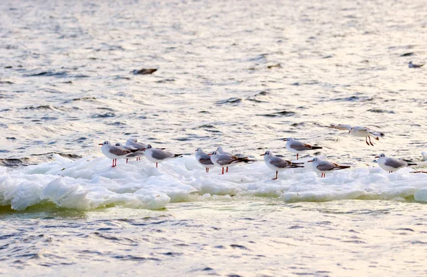Gaivotas de penas flutuando em um bloco de gelo ao longo do rio — Fotografia de Stock