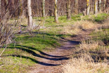 terk edilmiş bir parkta büyümüş bir yol
