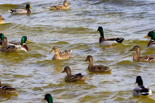 Drake salvaje y patos navegando a lo largo del río — Foto de Stock