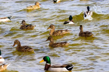 vahşi drake ve nehir boyunca yelken ördekler