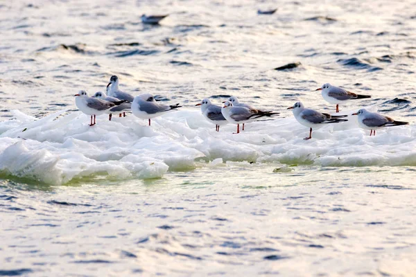 Gaviotas emplumadas flotando sobre un témpano de hielo a lo largo del río —  Fotos de Stock