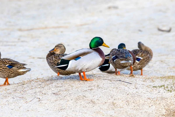 Wild duck on the river bank with ice — Stock Photo, Image