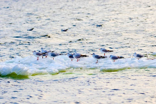 Φτερωτά γλάροι επιπλέουν σε ένα παγετώνας πάγου κατά μήκος του ποταμού — Φωτογραφία Αρχείου