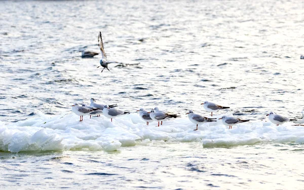 Feathered seagulls floating on an ice floe along the river — Stock Photo, Image