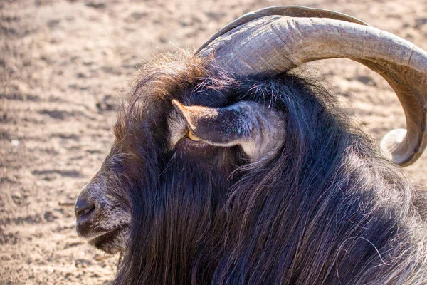 Animal black goat with steep horns — Stock Photo, Image