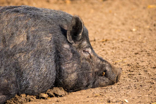 Säugetier ein Wildschwein, das auf dem Boden schläft — Stockfoto