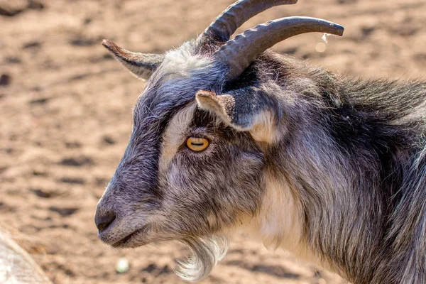 Animal's muzzle a young goat with horns — Stock Photo, Image