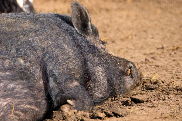Säugetier ein Wildschwein, das auf dem Boden schläft — Stockfoto