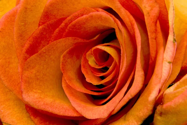 Blühende Knospe einer gelben Rose — Stockfoto