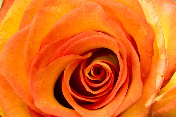 Blossoming bud of a yellow rose — Stock Photo, Image