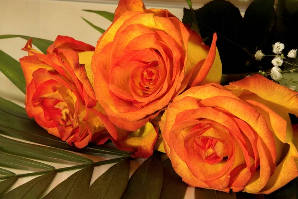Beau bouquet de trois roses jaune-rouge — Photo