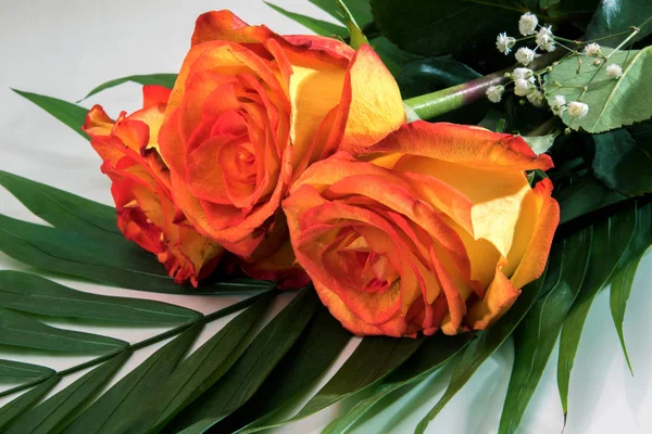 Belo buquê de três rosas amarelo-vermelhas — Fotografia de Stock