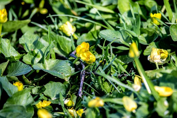 Petites fleurs jaunes de prairie dans une herbe verte — Photo