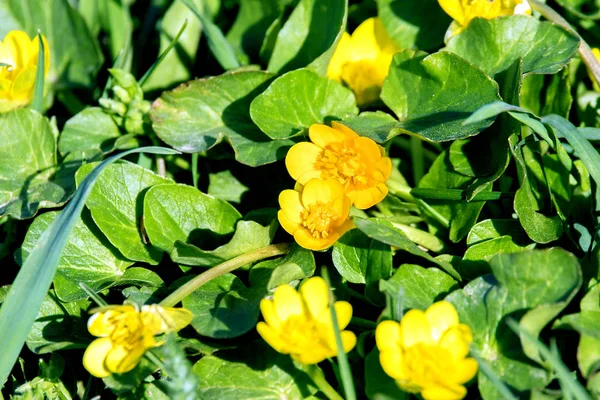 Petites fleurs jaunes de prairie dans une herbe verte — Photo
