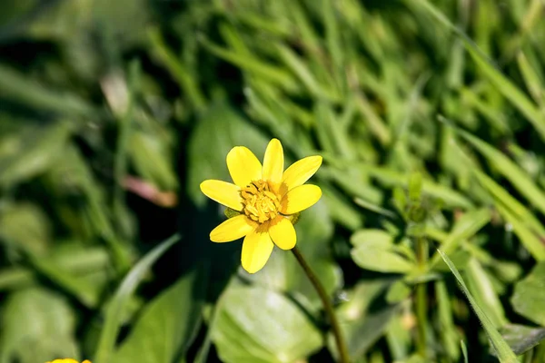 Pequenas flores amarelas de prado em uma grama verde — Fotografia de Stock