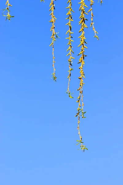 Grüne Weidenruten gegen den blauen Himmel — Stockfoto