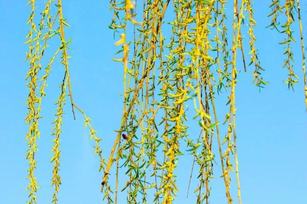 Grüne Weidenruten gegen den blauen Himmel — Stockfoto