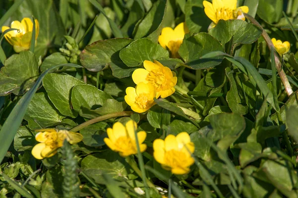 Petites fleurs jaunes de prairie dans une herbe verte — Photo