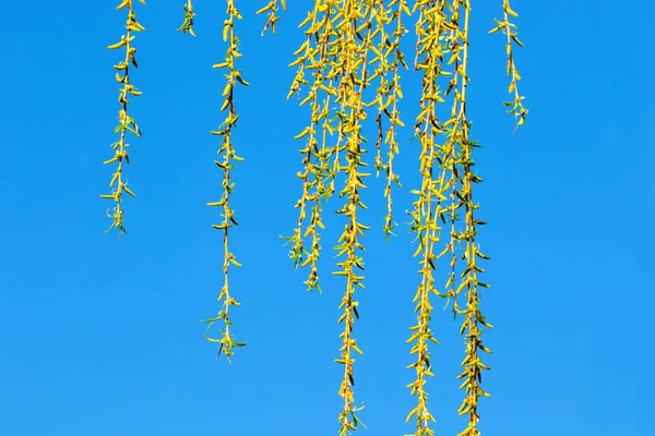 Green willow rods against the blue sk — Stock Photo, Image